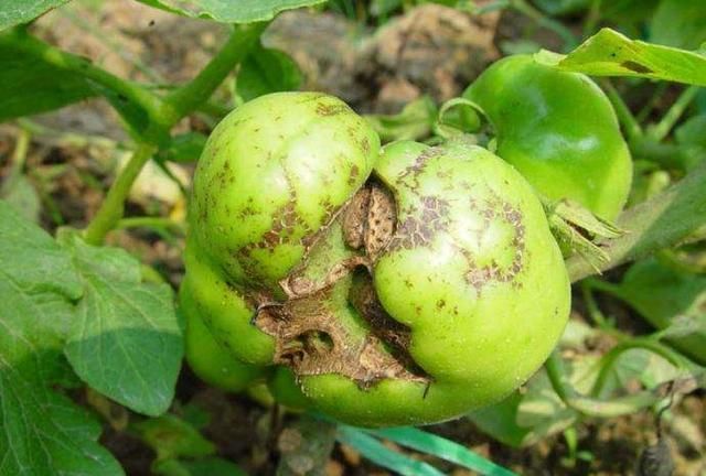 秋季延遲番茄易出現(xiàn)畸形果，如何避免？提前做好這三件事