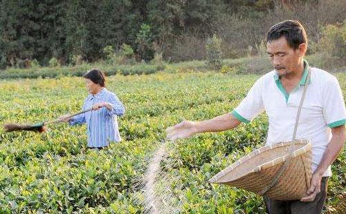 處暑雨，粒粒皆是米，處暑前后下不下雨對(duì)農(nóng)業(yè)種植有影響嗎